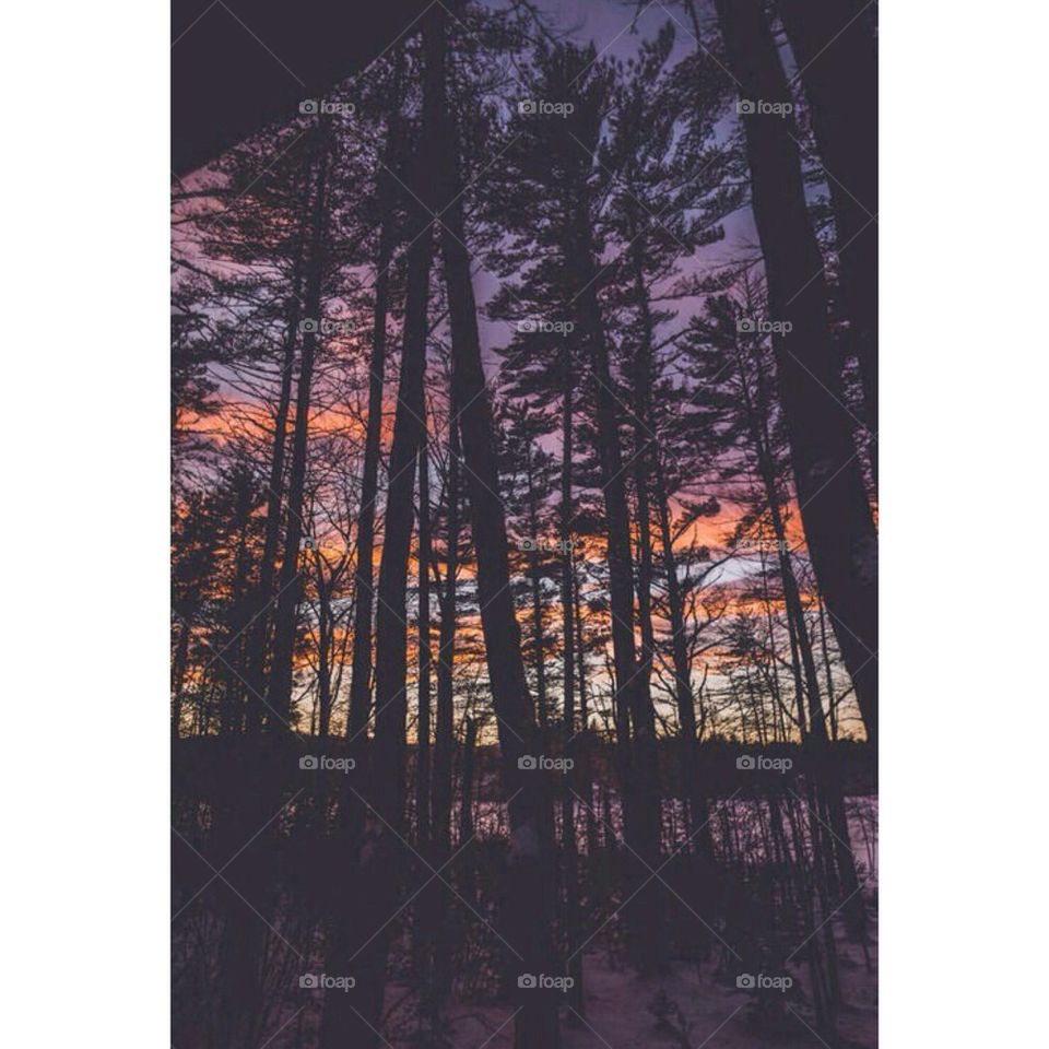 sun tree dark by Sterre