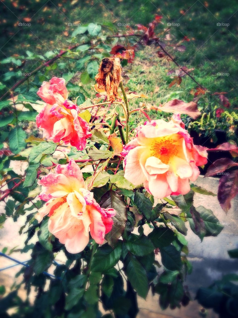 Rose fall