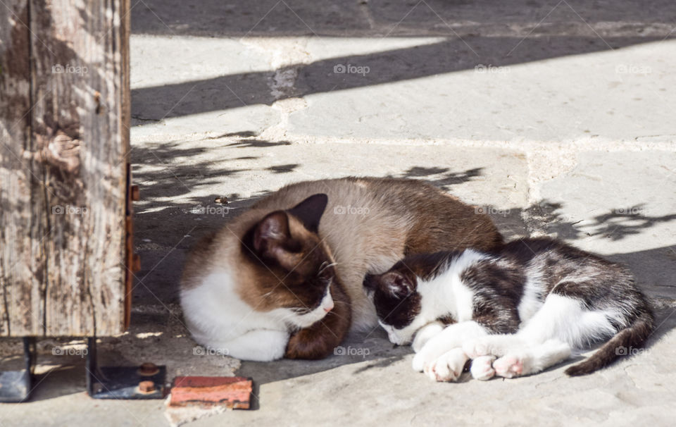 Sleeping Cats
