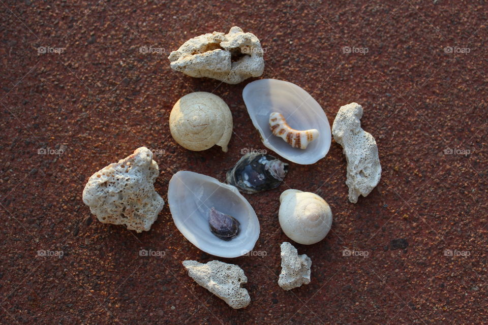 Seashells on sand