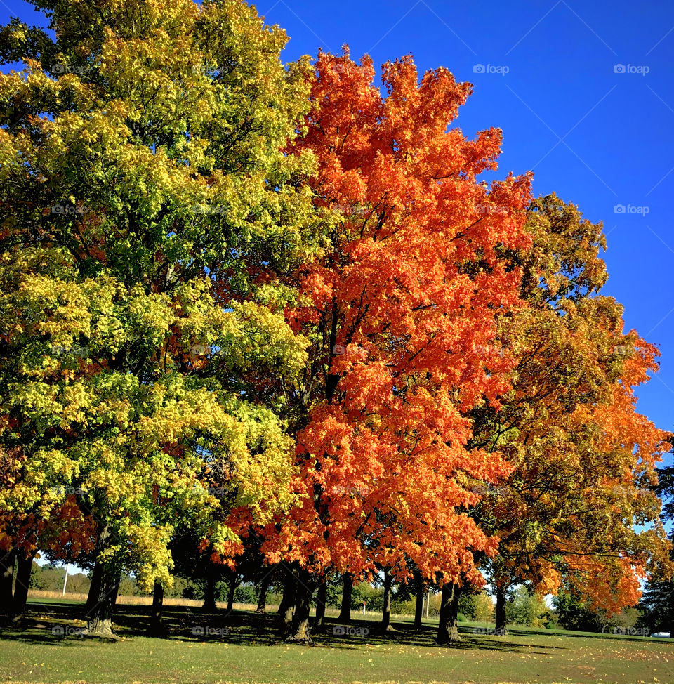 Beautiful Maples in Fall