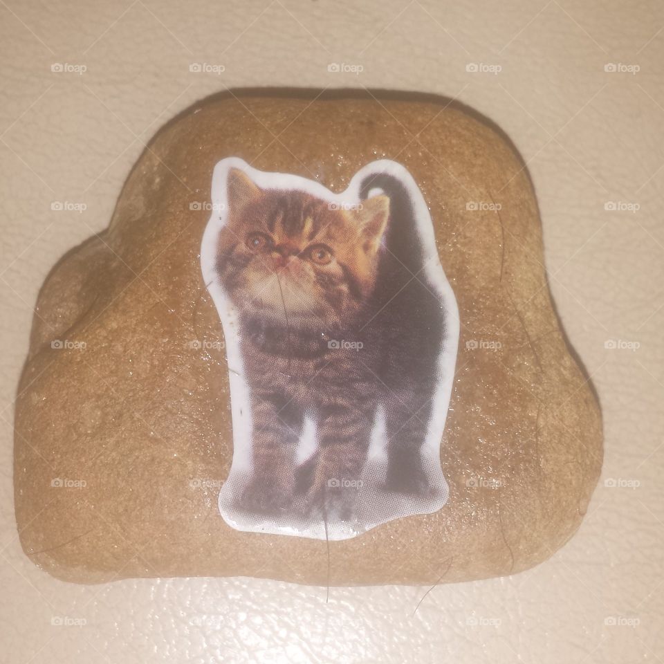 sticker cat rock