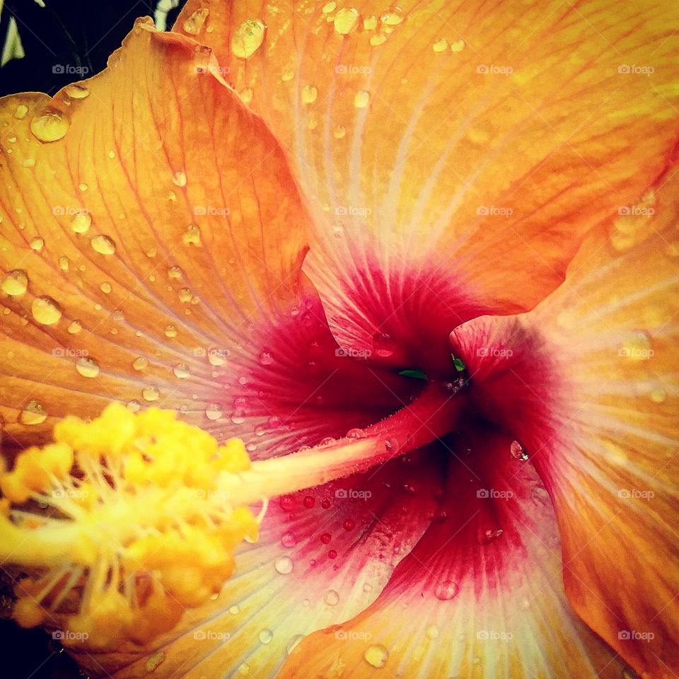 Water Droplets on Hibiscus Flower