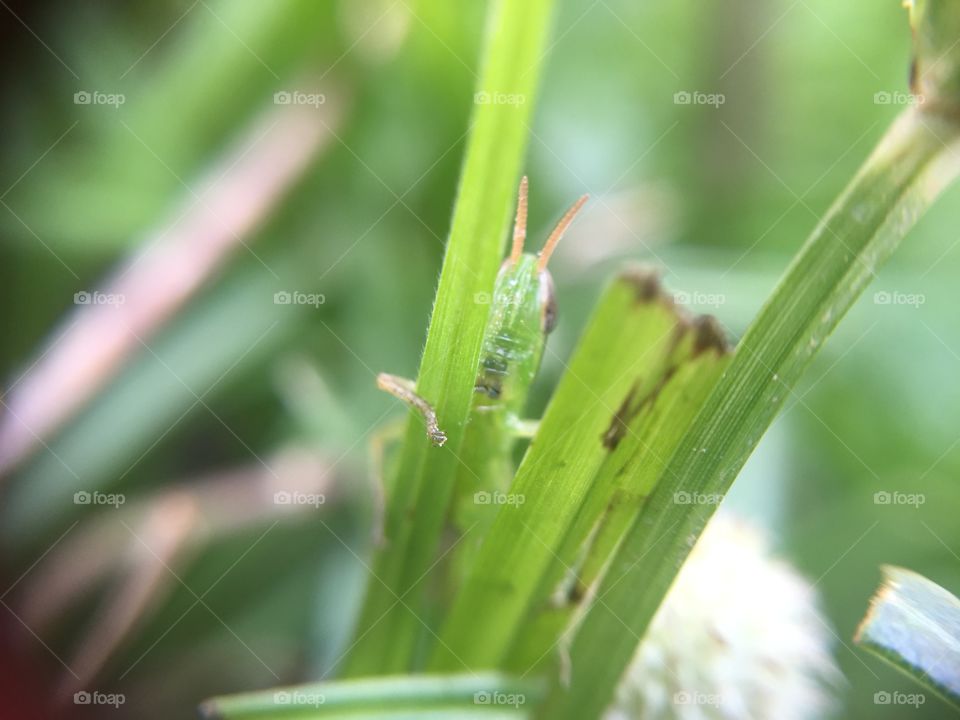 grass hopper