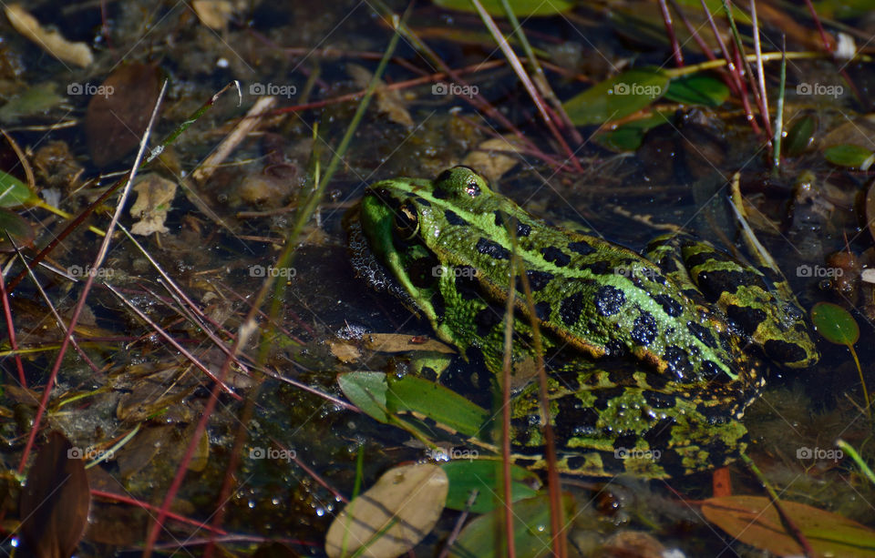 Frog closeup