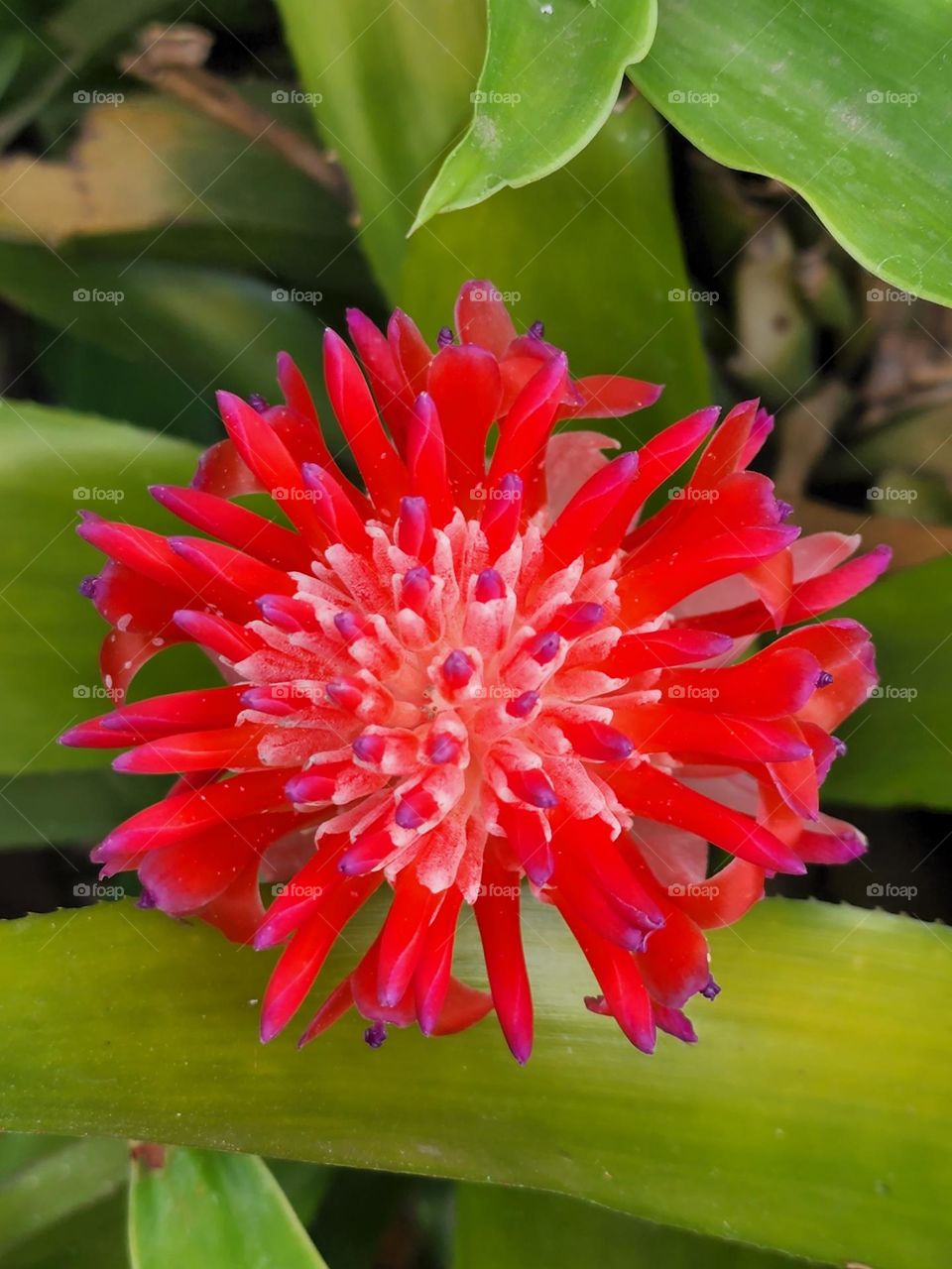 Jamaican wild pine shoot