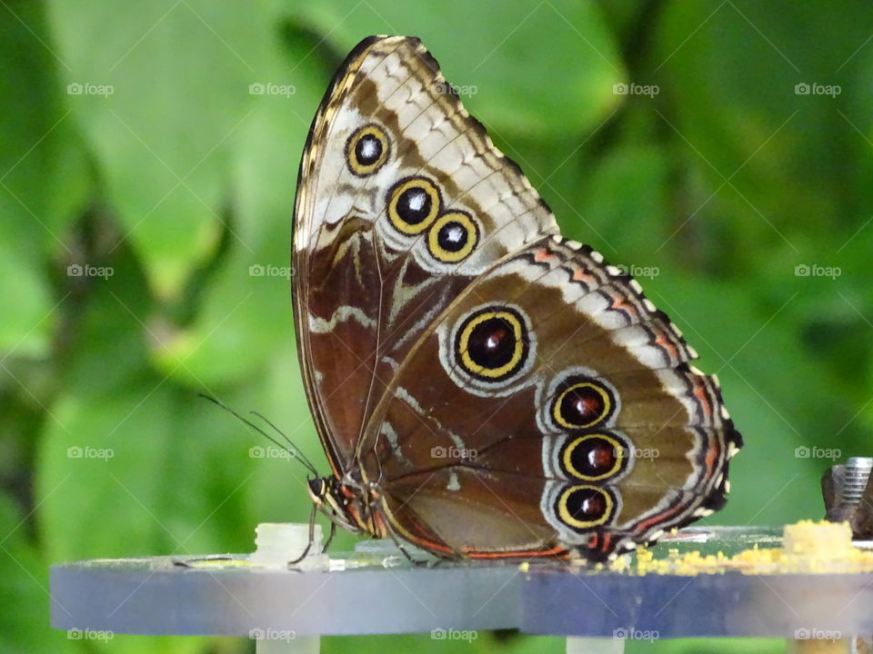 Brown butterfly with eyes
