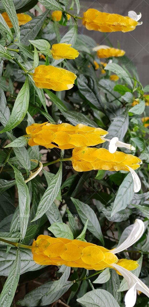 yellow flowers