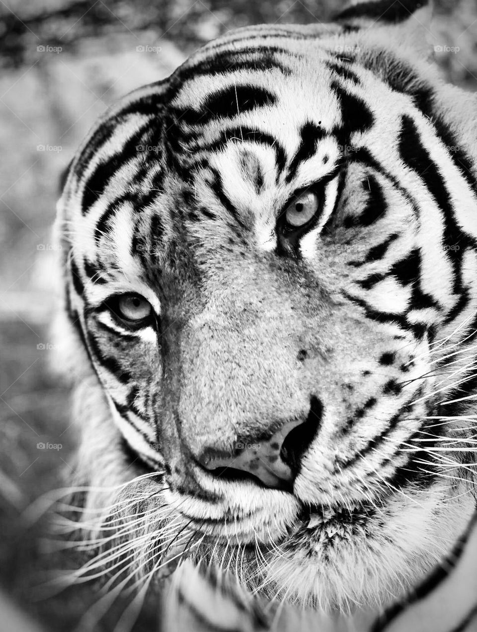 Danger stare: beautiful, majestic, wild animal. Tiger. Tiger eyes. Stripes. 