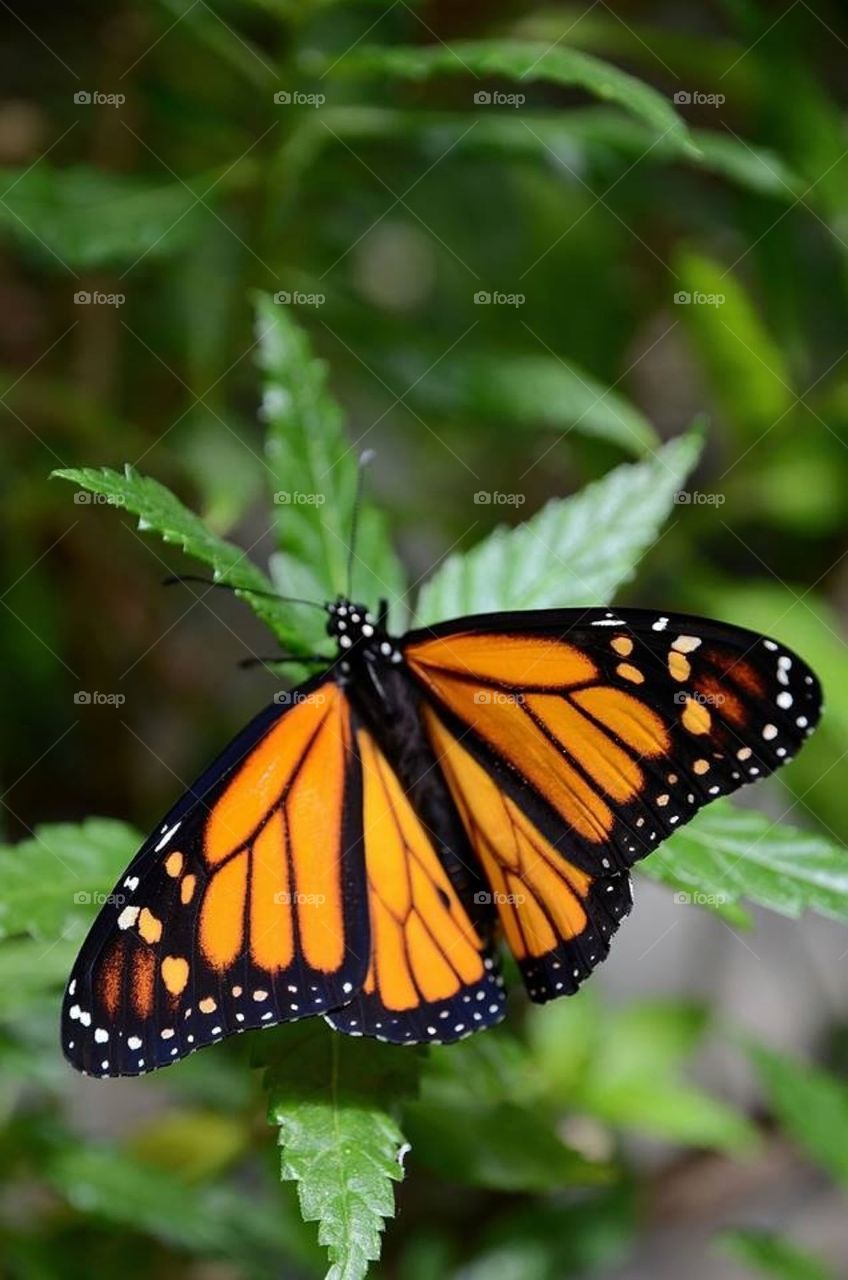 Orange butterfly 