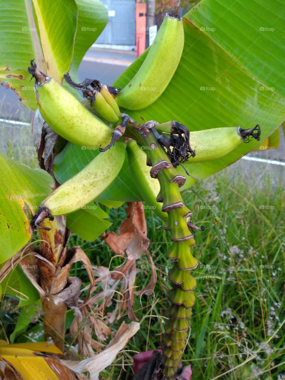 bem vindo foap natureza