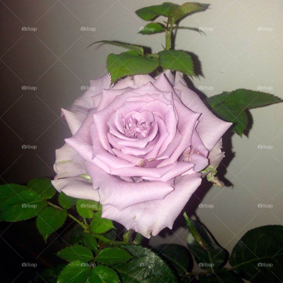 Rose, Flower, Wedding, Love, Romance
