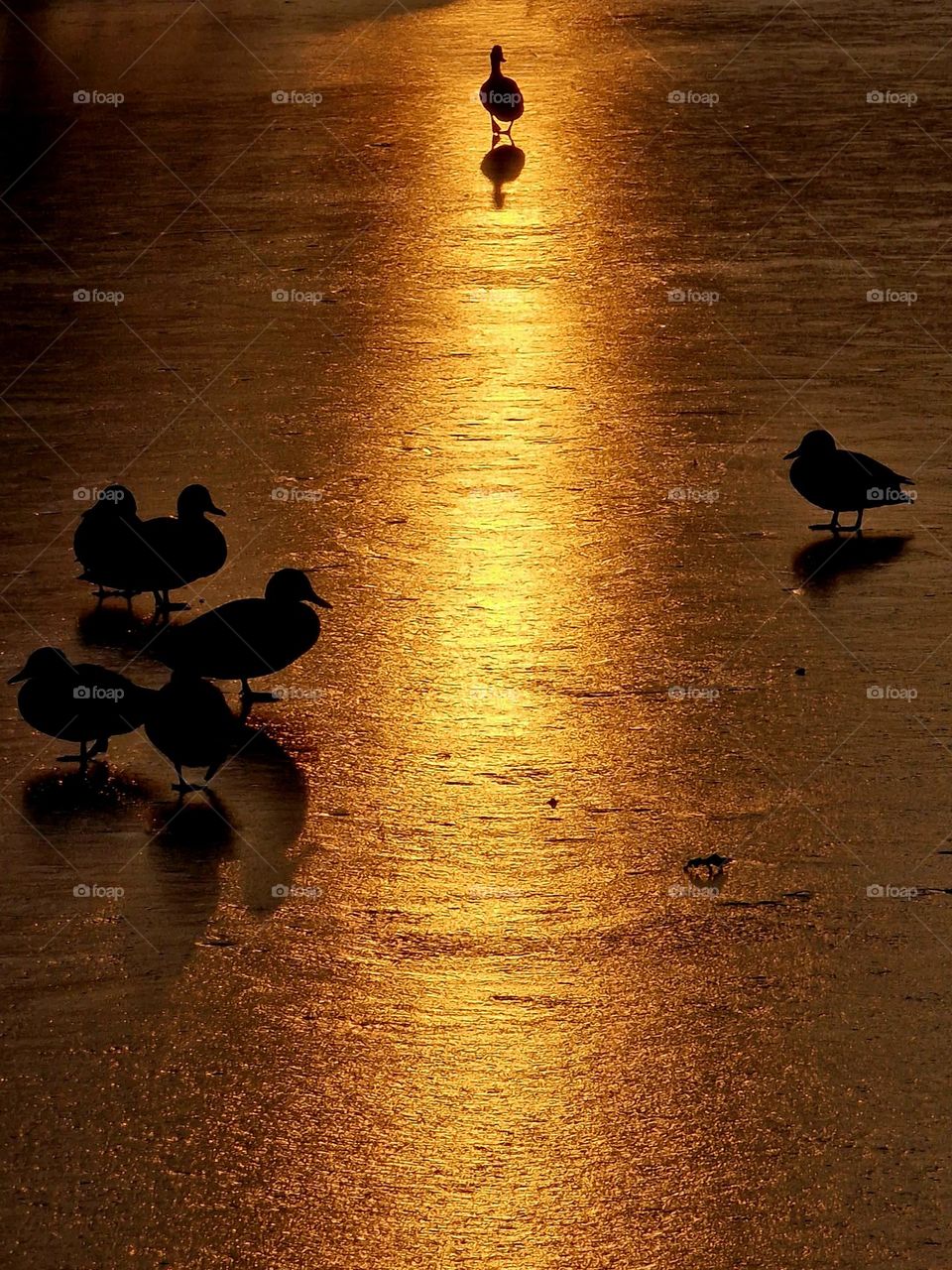 sunset on the frozen lake