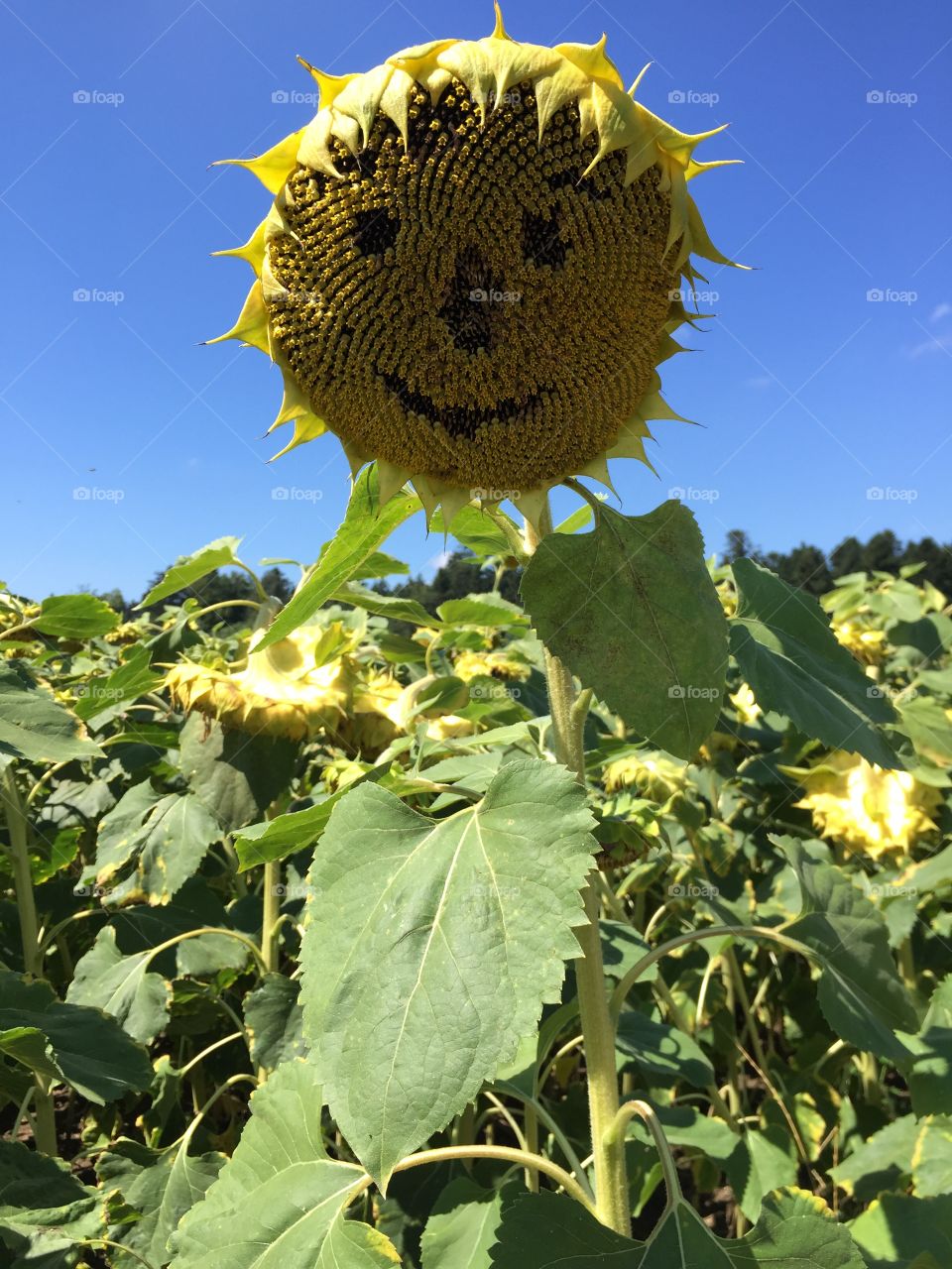 Traurige Sonnenblume