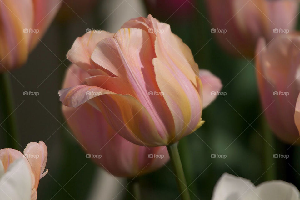 Beautiful tulip