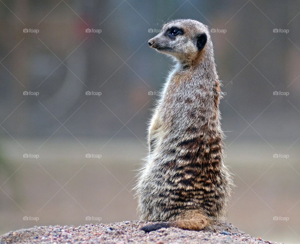 Rear view of meerkat on rock