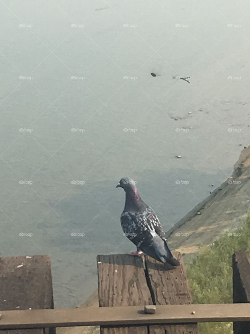Pigeon on the bridge 