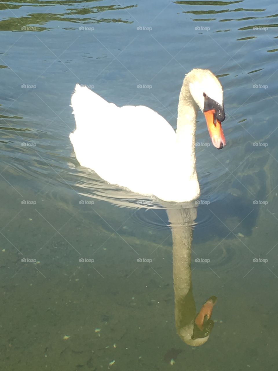 Swan