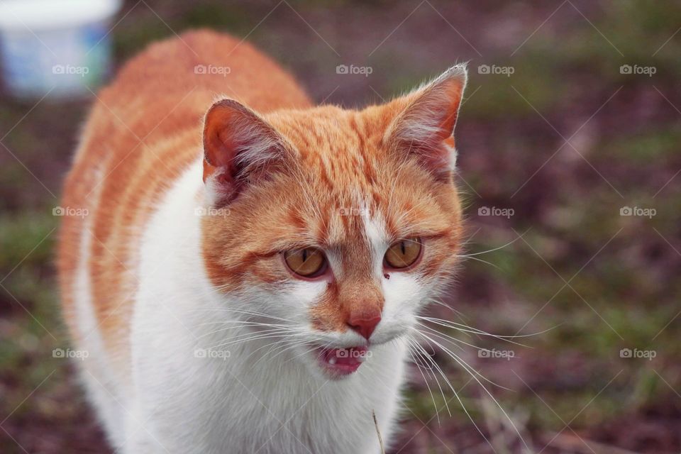 Little kitten complaining about not getting food. It's expression was super cute!