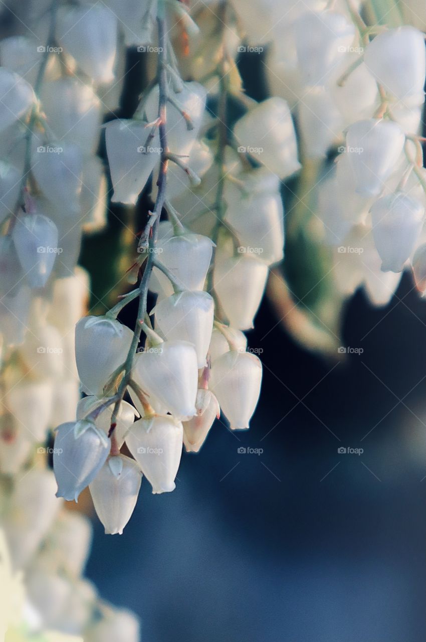 A beginning bloom of petite white flowers in springtime. Puget Sound, Washington State