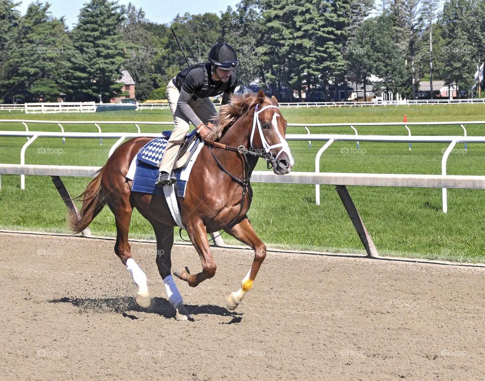 Oklahoma Training Track Workouts at Saratoga by zazzle.com/fleetphoto