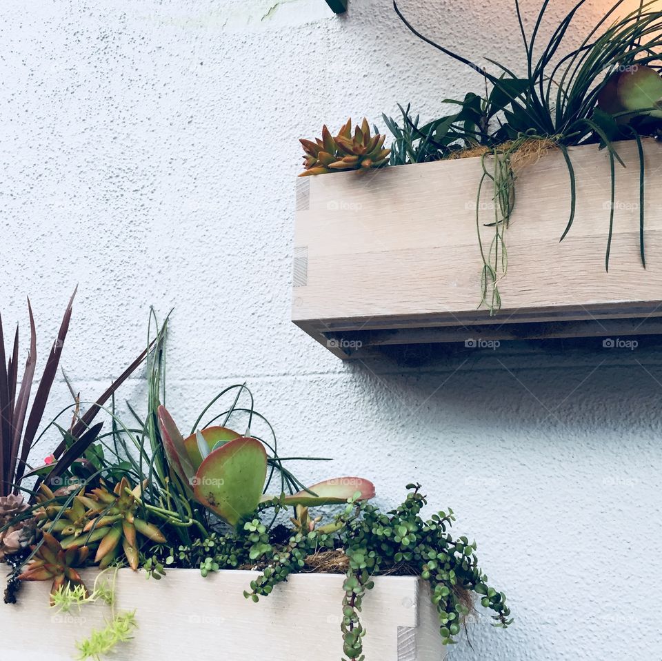 Succulent Wall Planters