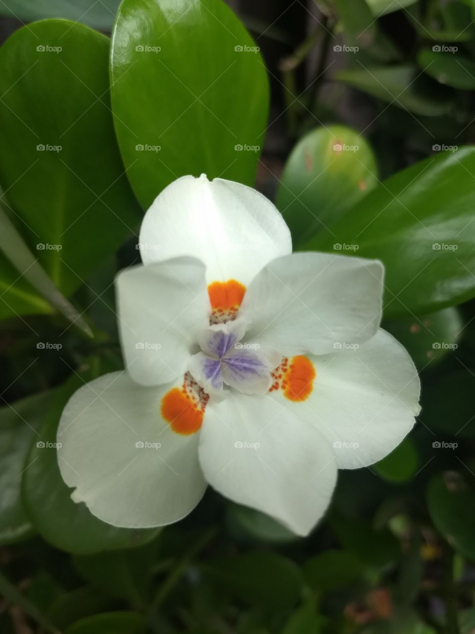 white Flower