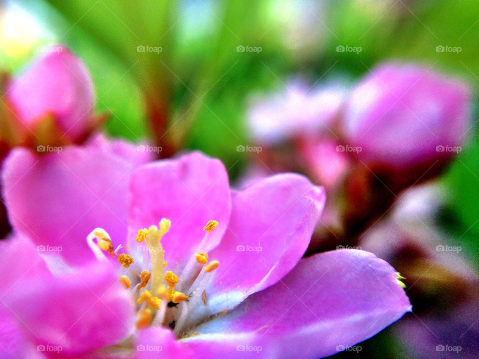Macro shot of a flower in front of my house.