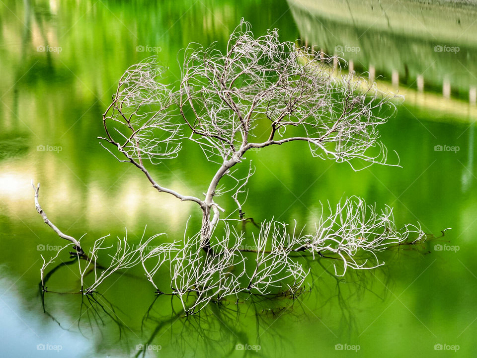 Submerged Dried Tree branch in a Pond.