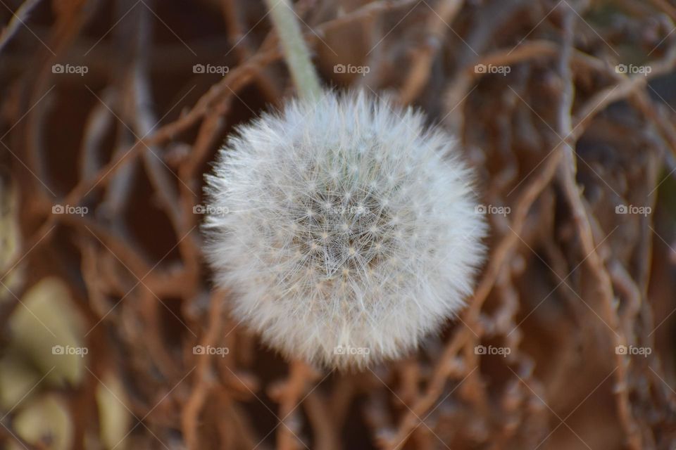 Looks like the neurons in the brain