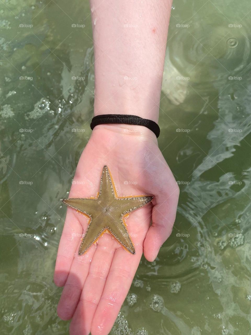 starfish