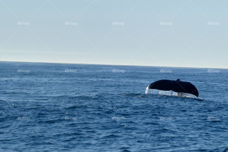 Pottwal fluke Bleik Norway 