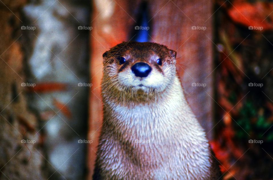 otter