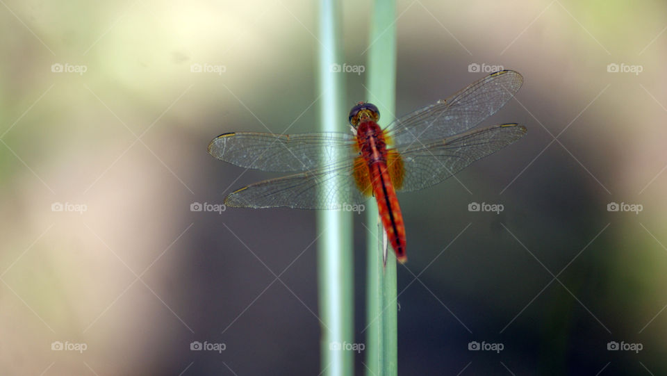 May you touch dragonflies and stars, dance with fairies and talk to the moon.