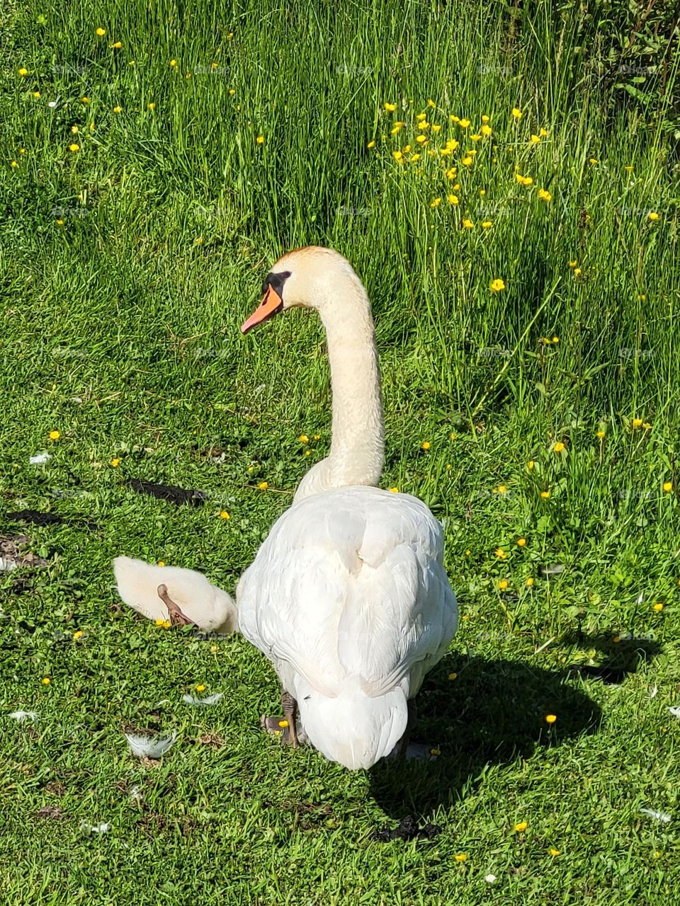 Swan on a golf course in Normandy
