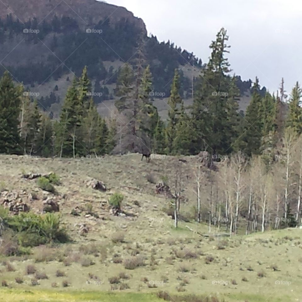 moose trot hill