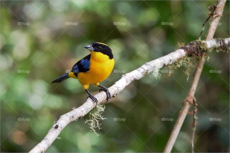 Blue-winged Tanager