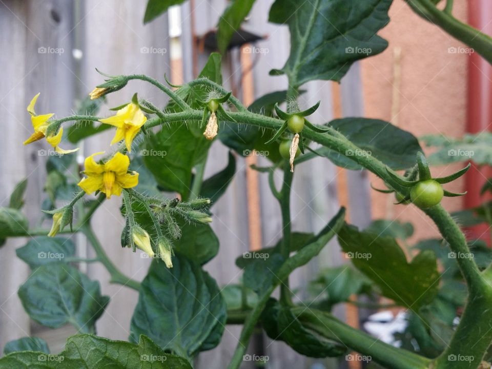 Tomato plant in bloom