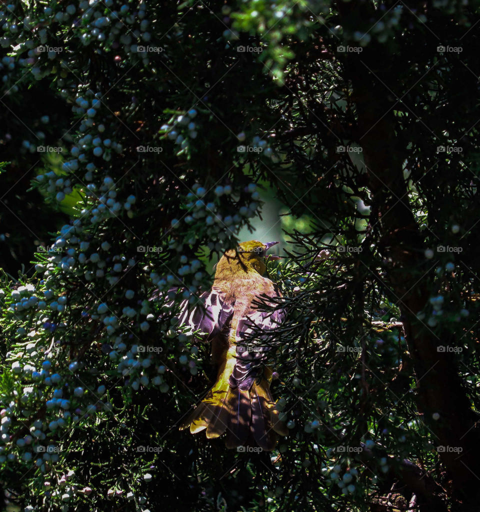 yellow bird hidden in a tree