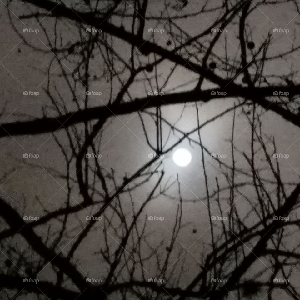 A spooky night with a wolf moon.