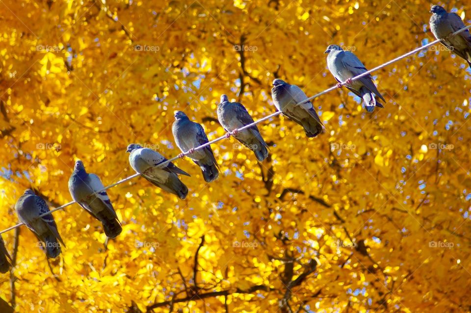 Birds on a backdrop of yellow