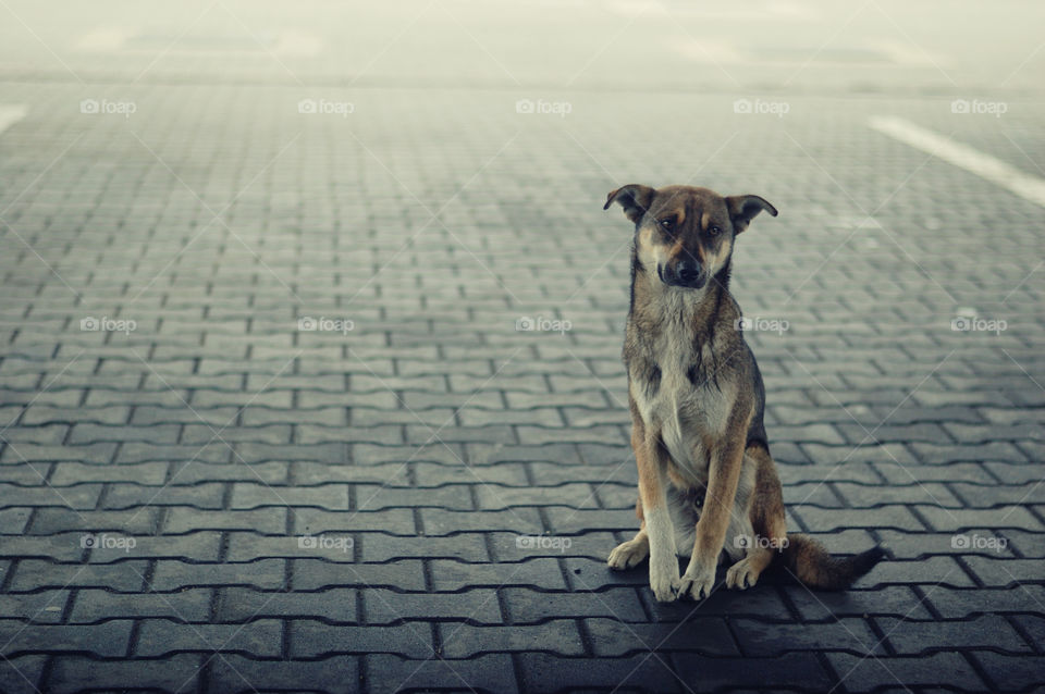 Lonely dog sitting on street