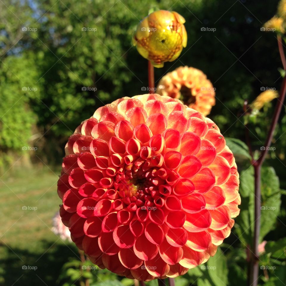 Dahlia. Dahlia