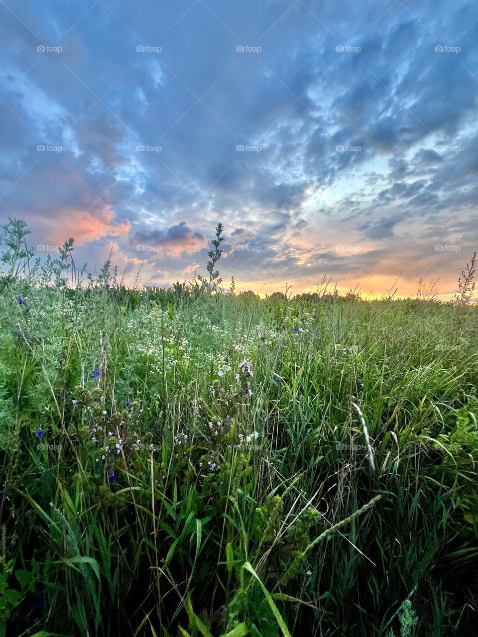 Красивое небо и трава Beautiful sky and plants