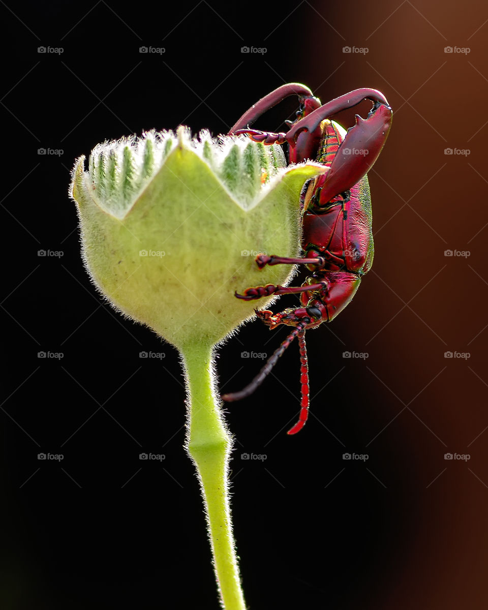 frog legged longhorn beetle in a flower