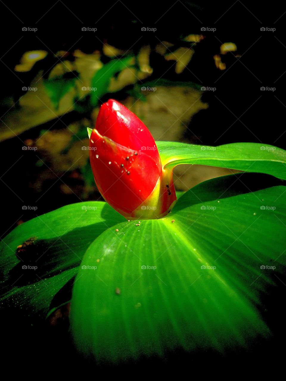 hard working ants on flower