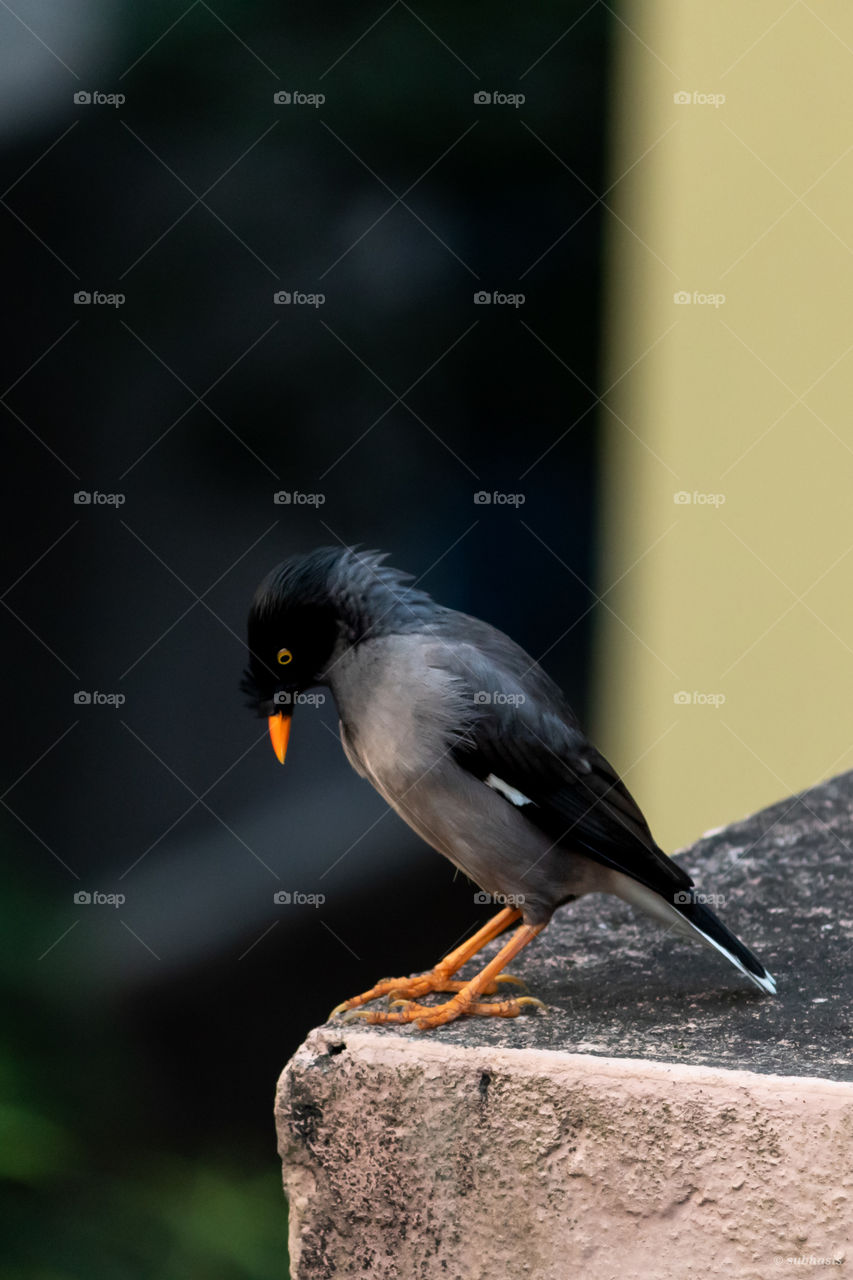 The Myna ( Asian Bird )