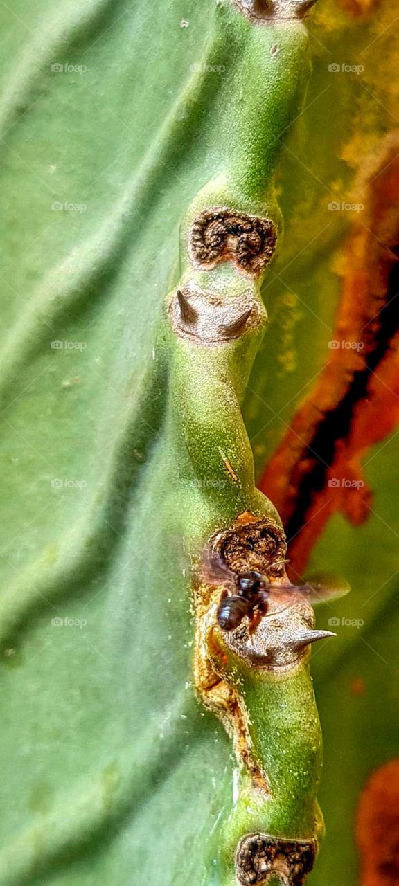 Abelha Manduri se alimentando do látex do Cactus.
Manduri bee feeding on Cactus latex.