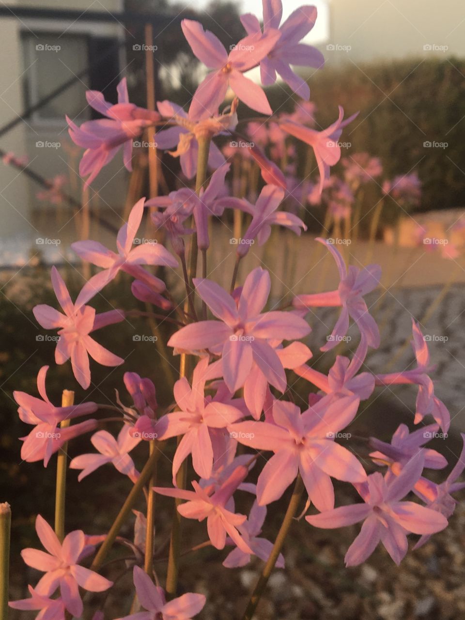 Pinky flowers blooming in early morning light