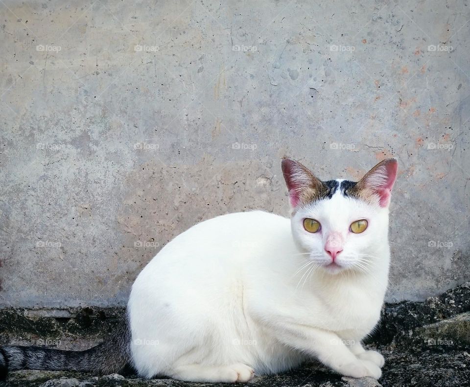Cat sit in concrete fence...